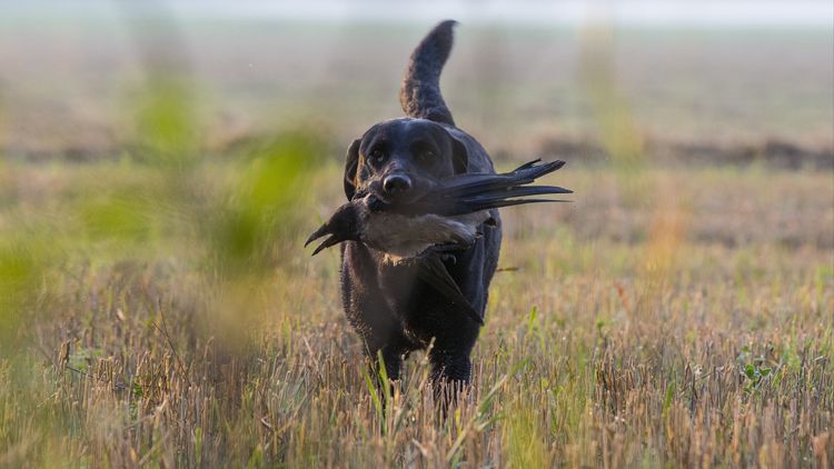 Värme och kyla farligt för hunden