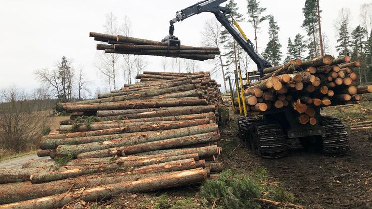 Norra Skog öppnar plånboken - vill dela ut halv miljard