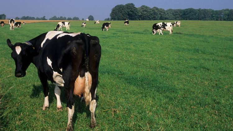 ”Värna de betande korna”