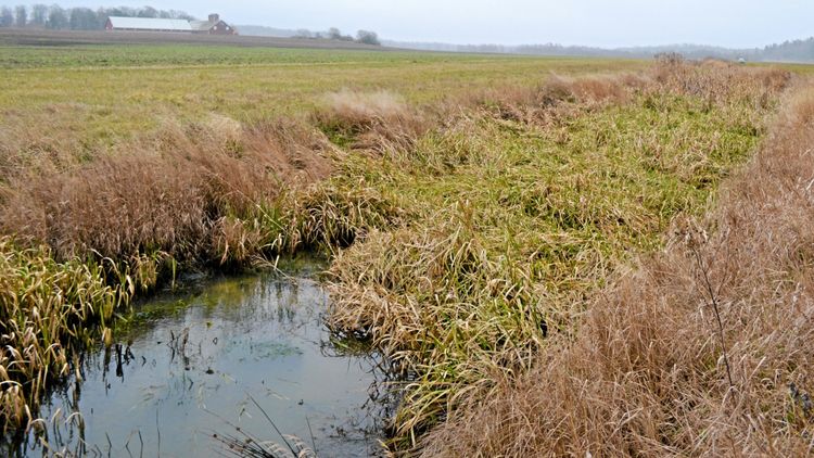 ”Kortsiktigt tänk i dikningsföretagen”