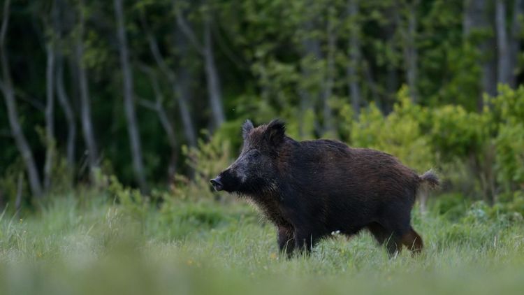 Här är risken störst för afrikansk svinpest