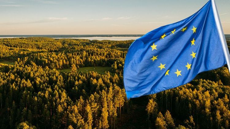 Kommissionen vill ta starkare grepp om EU:s skogar