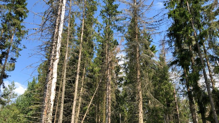 Så gör du en bra affär på barkborrevirket