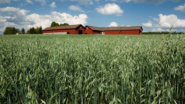 Rekordskörd – men priserna sjunker