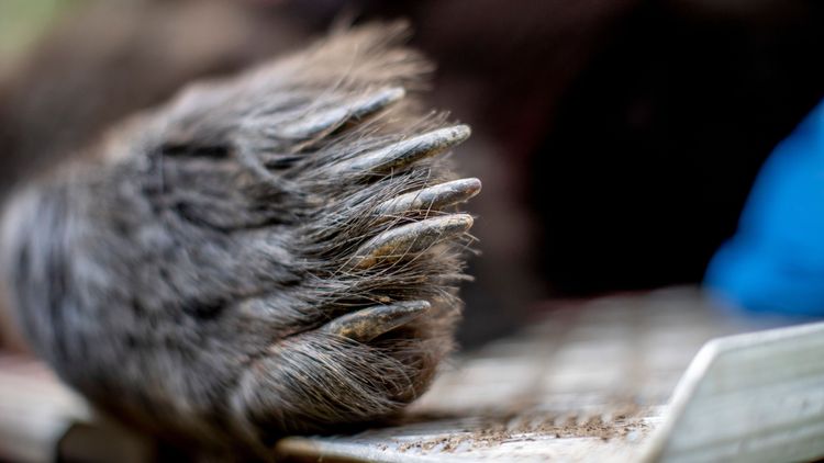 Ökad licensjakt på björn i flera län