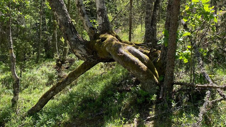 Skogssällskapet efterlyser bilder på ”knasiga” träd