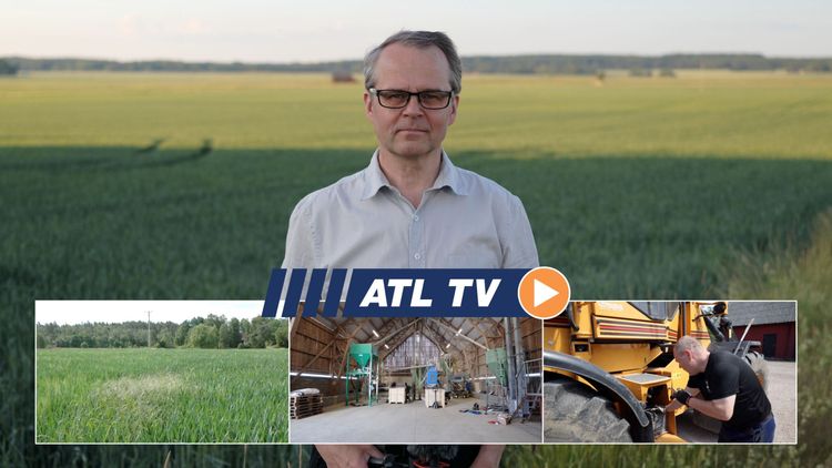 ATL TV: Växande problem med sandlosta