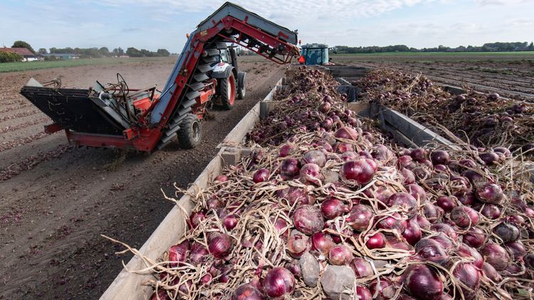Rekordstor skörd av lök och rödbeta