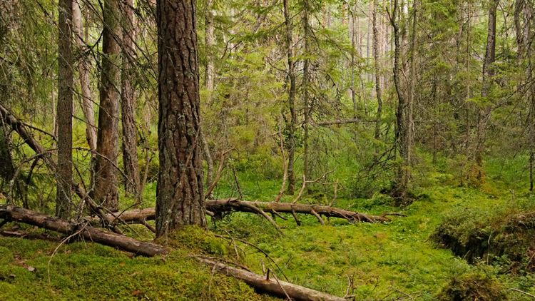 Brukade arealen i skogen minskar