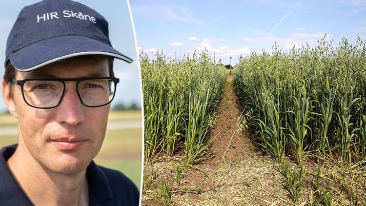 Mobil gröngödsling i försök