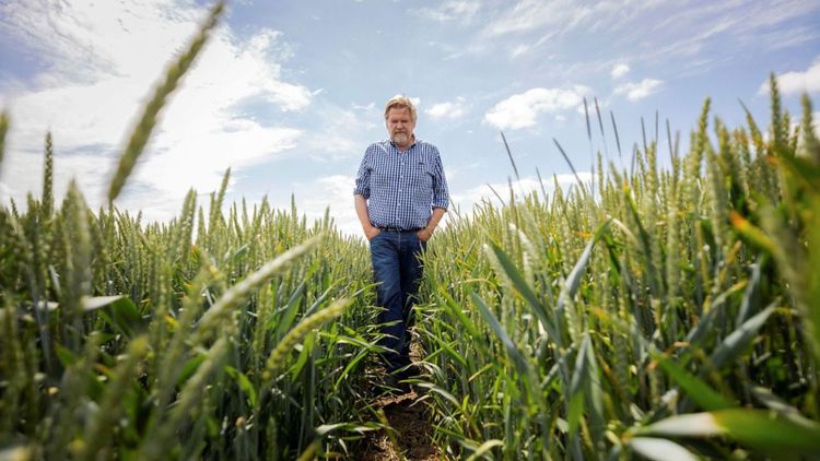 Hittar renkavle i 90 procent av fälten