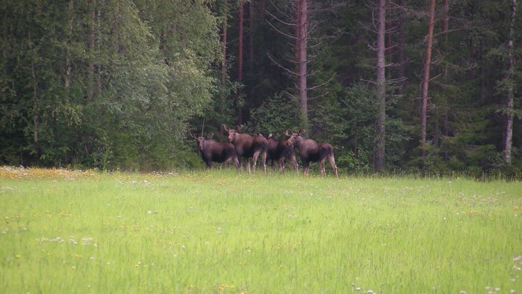 Fortsatt höga viltskador i norr