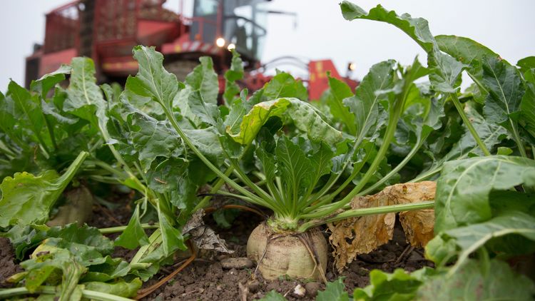 Höga spannmålspriser driver upp betpriset