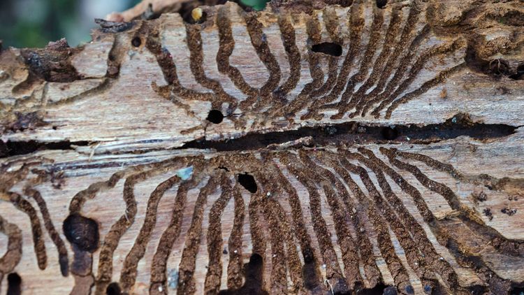 Värmen fortsätter gynna borrarna