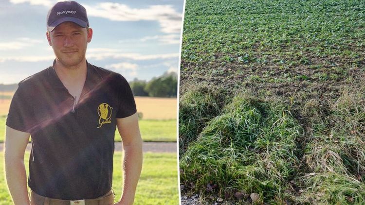 Så mycket har viltskador i lantbruksgrödor ökat