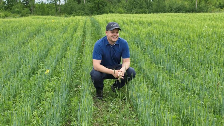Höståkerböna testas i större skala – här är utmaningen