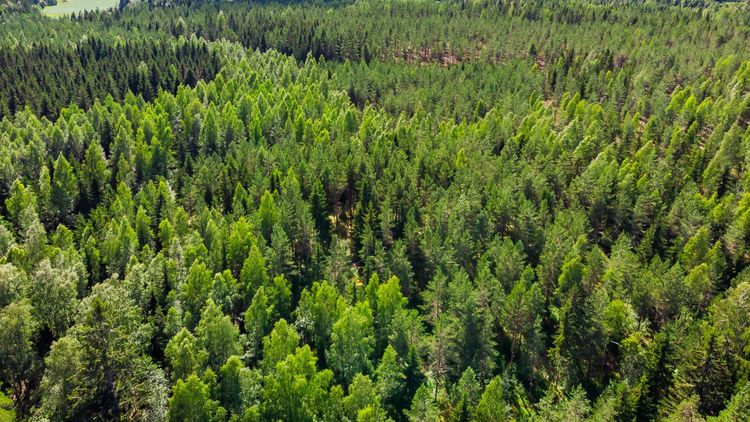 Minskat virkesuttag i Finland