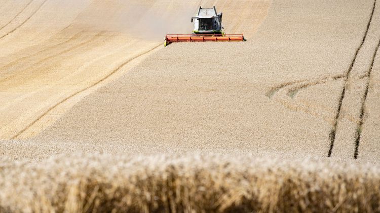 Prognos: Så blir skörden 2021