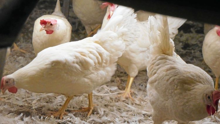 Fågelinfluensa på gård i Danmark