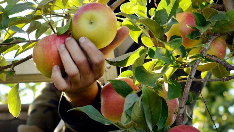 Får böta 8 miljoner för illegal arbetskraft