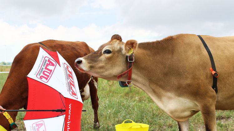 Hur smarta är våra kor?