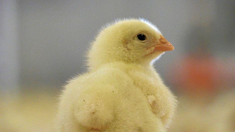 Kycklingfarm bötfälls för gödselmiss