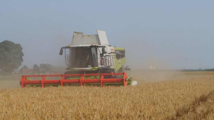 Spannmålsskörden i gång