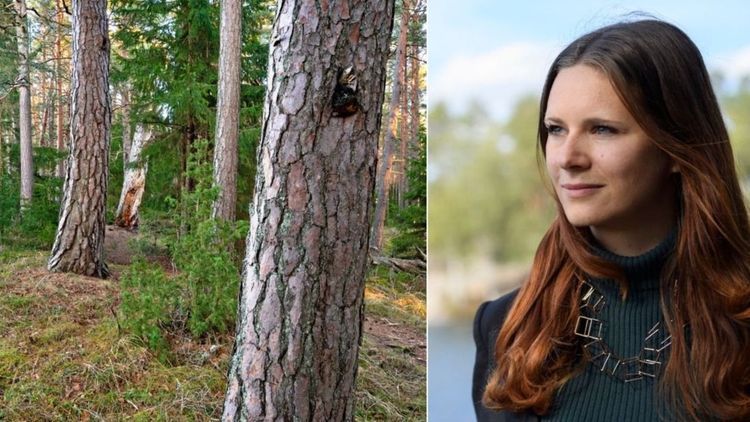 MP: ”Äganderätten till skog är inte hotad”