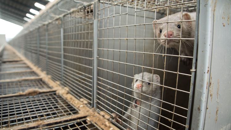 Grönt ljus för ersättning till minkfarmare