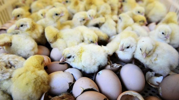 Frankrike stoppar avlivning av tuppkycklingar