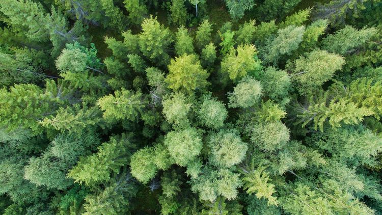 Virkesstudion – mest aktuella skogsfrågorna just nu