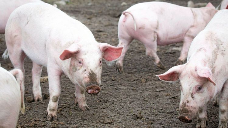 Myndigheter: Veterinärmedicin bör lagras inför kriser