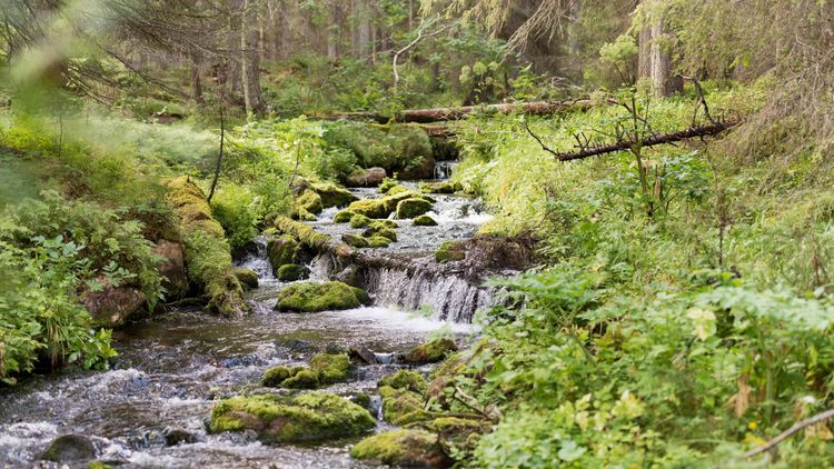 ”Så här kan skogsägarnas ställning stärkas”