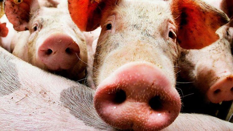 Fallande grispriser efter virusattack