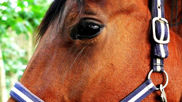 Annonskampanj ska få fler att registrera hästanläggningar