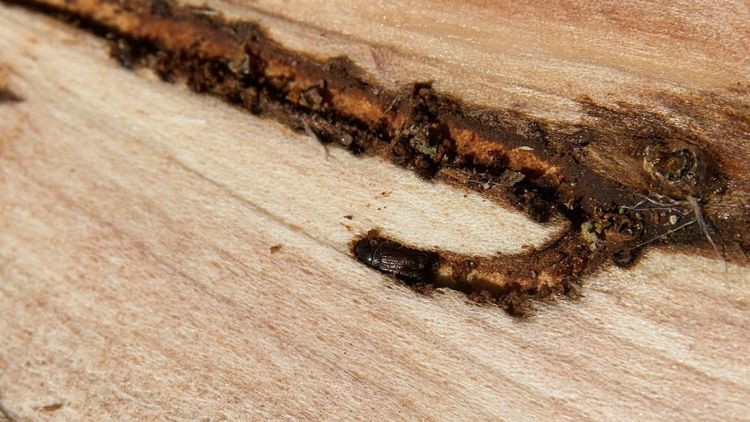 Ny generation barkborrar har börjat svärma