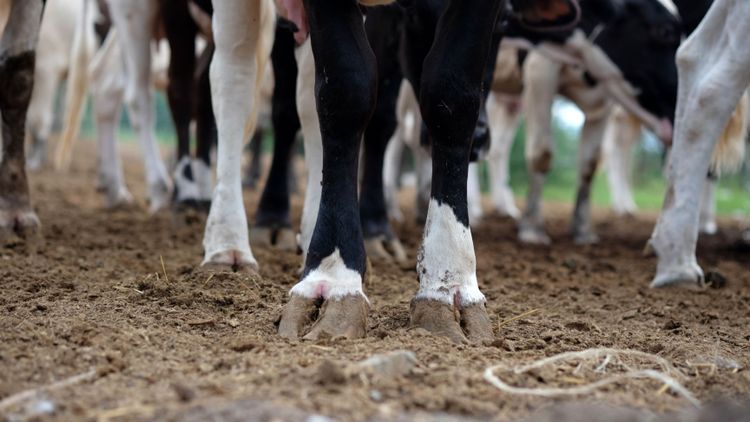 Lantbrukare i Sydsverige får djurförbud