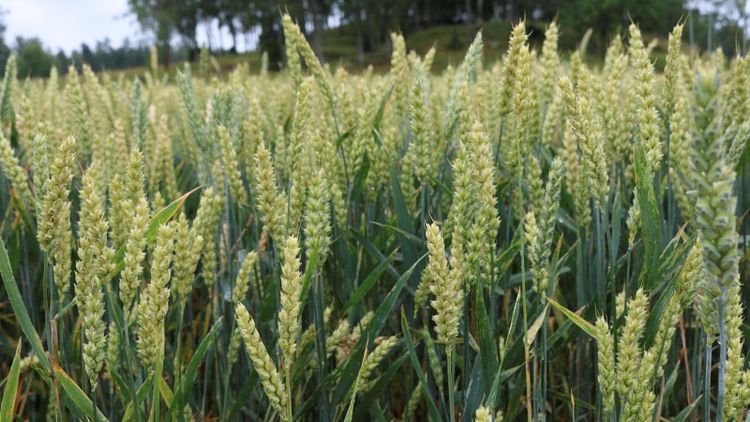 Extra kväve efter regnet – så påverkas grödorna