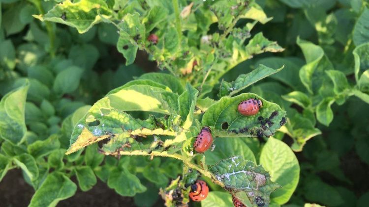 Danmark inför verktyg mot lantbruksfusk