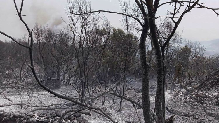 Bränder slår hårt mot lantbruket på Sardinien