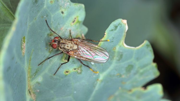 Många skadegörare på gång i kålodlingarna