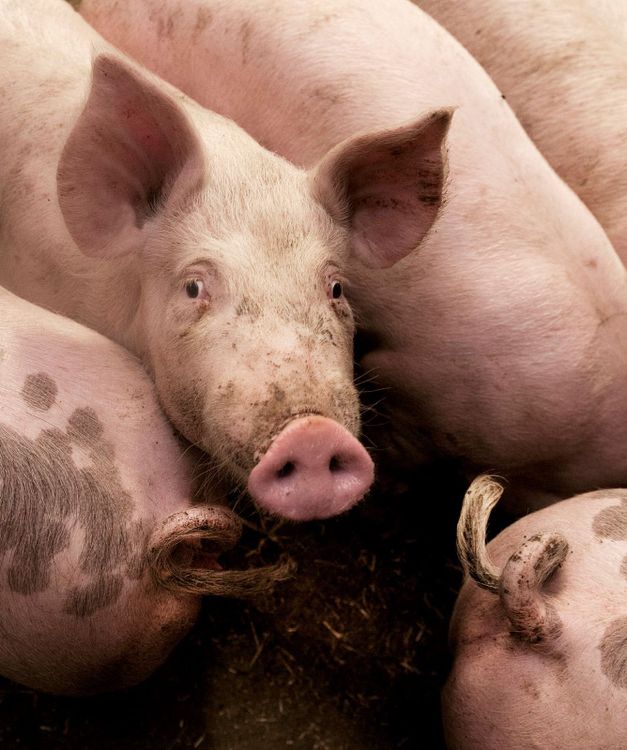 En gris tittar in i kameran. 