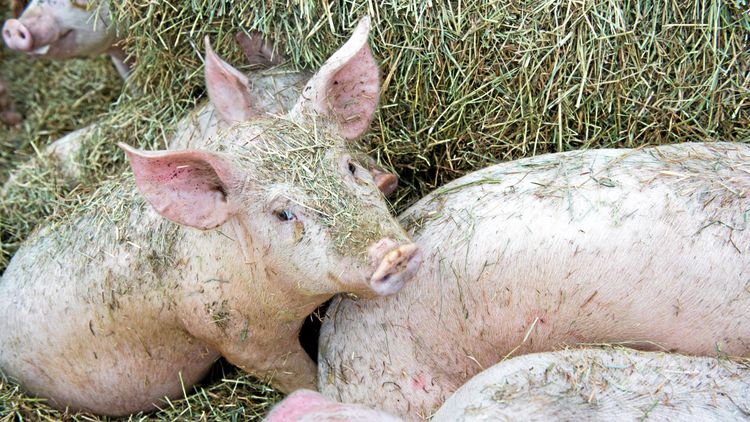 Experter föreslår EU-märkning av djurvälfärd