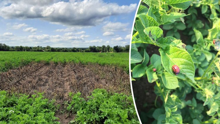 Fler fynd av koloradoskalbagge