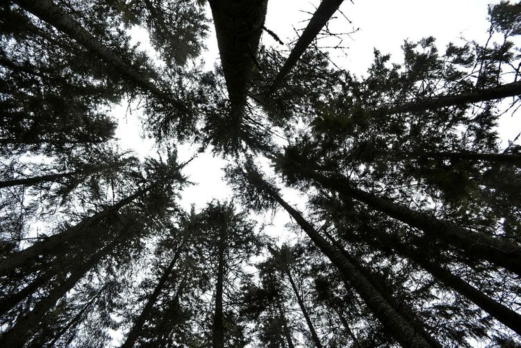 Grantoppar på jättegranar i skogen i Mölnbacka. 