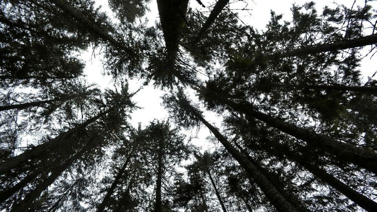 Sveriges högsta gran har dött