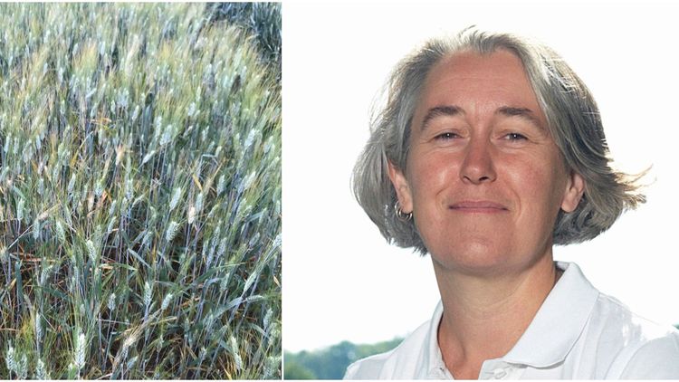 Stråjordloppan orsakar missväxt på Gotland