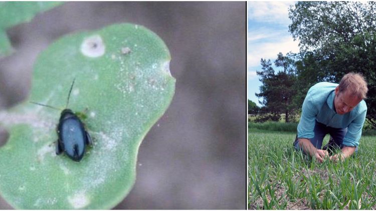 Se upp för rapsjordloppor i höstrapssådden