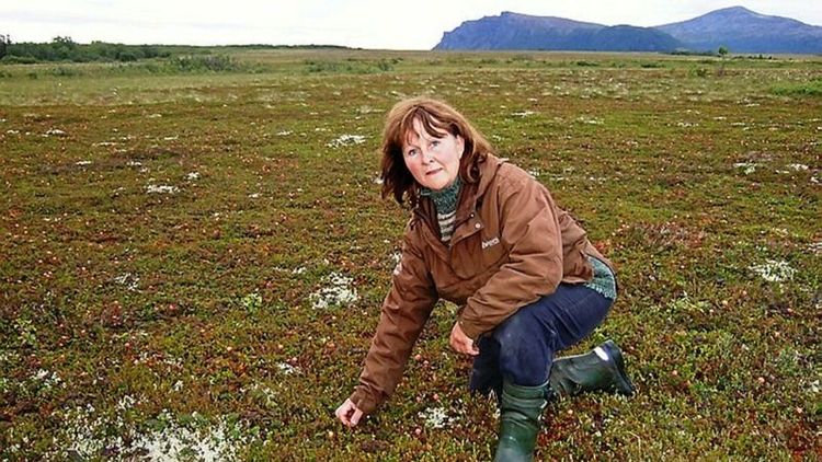 Hjortron viktig inkomstkälla på Dverberg