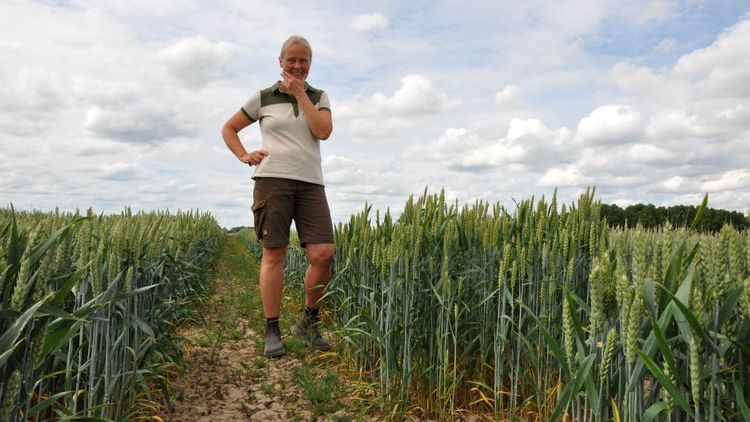 Bästa strategin gav nästan två ton större veteskörd